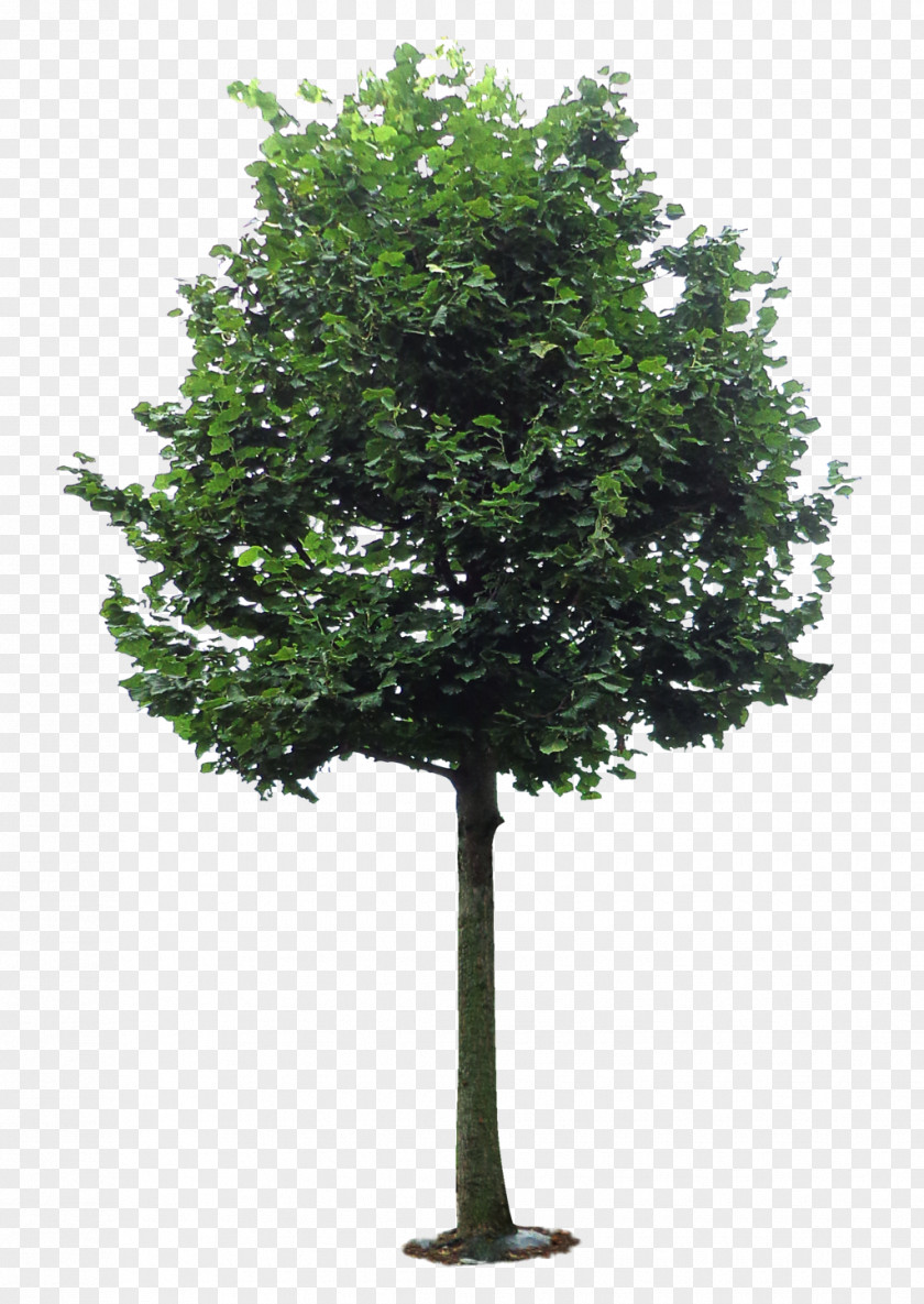 Tree Branch Camphor PNG