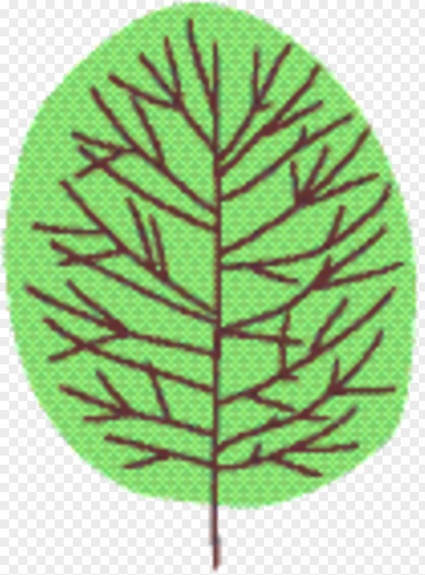 Vascular Plant Green Leaf Background PNG