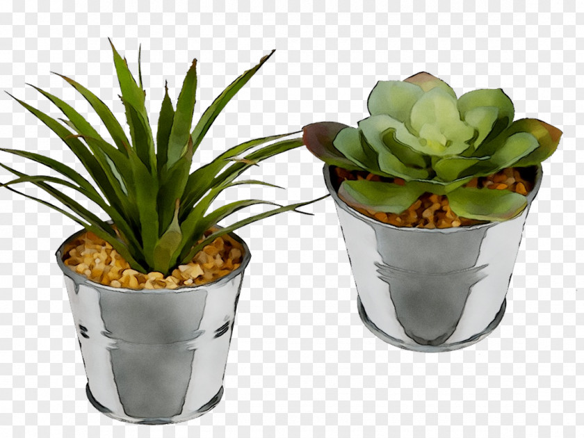 Bunnik Plants Dracaena Fragrans Houseplant INAV DBX MSCI AC WORLD SF Flowerpot PNG