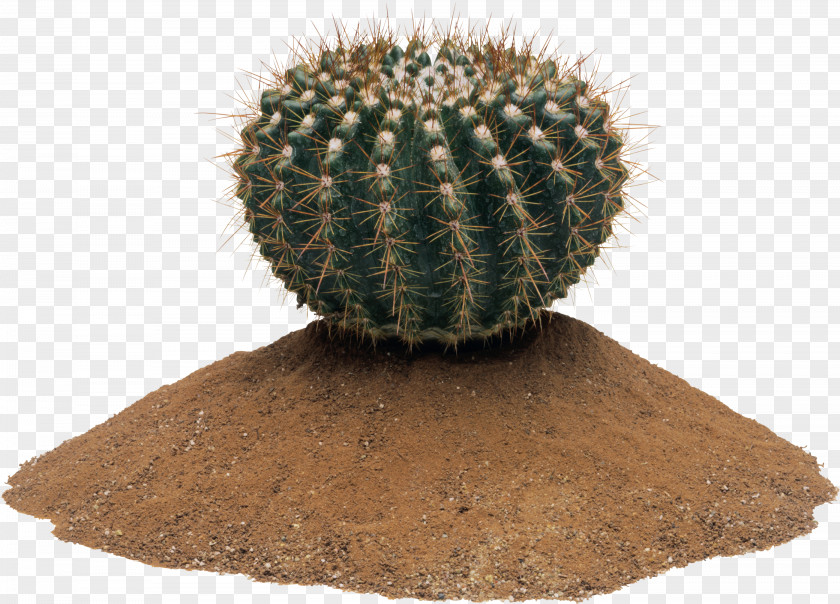 Cactus Image Resident Evil 7: Not A Hero Cactaceae PNG