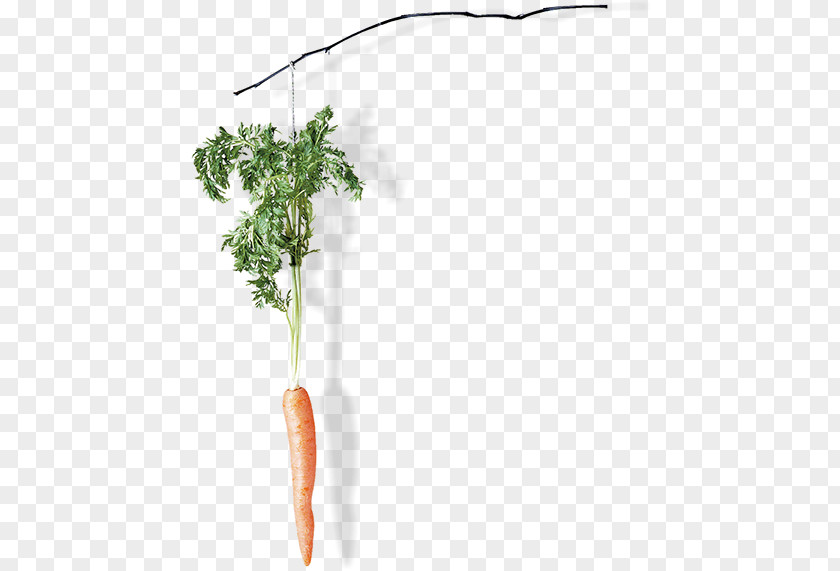 Carrot Creative Plant Stem PNG