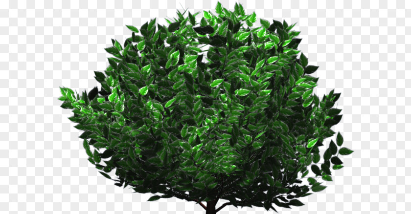 Cornus Alba Tree Shrub Herb Evergreen Leaf PNG