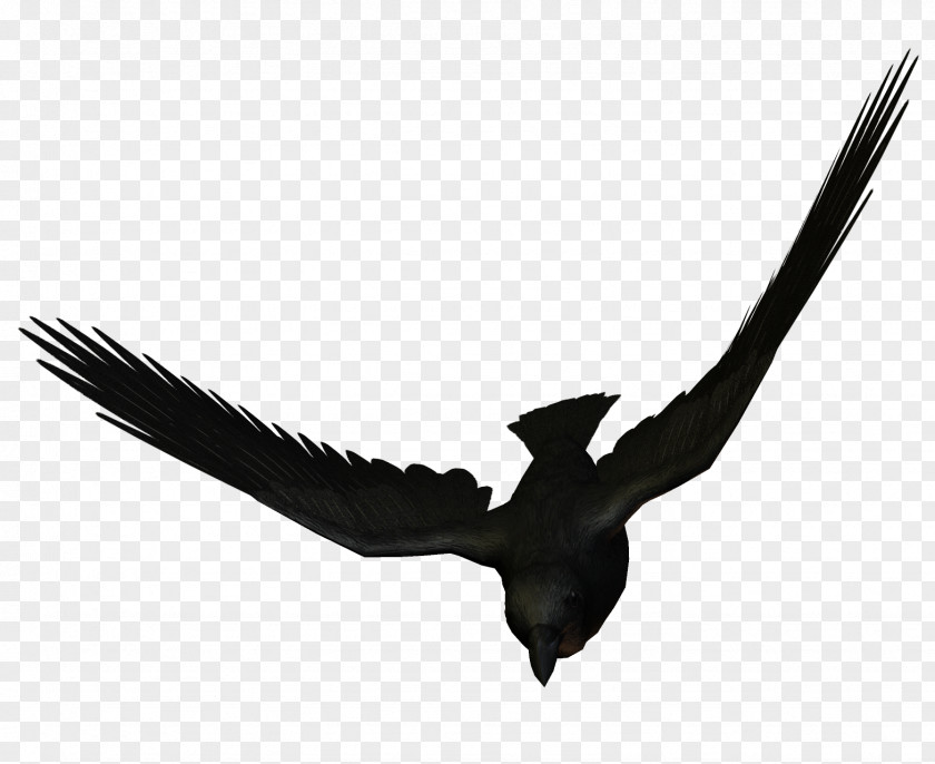 Flying Crow Bird Flight Large-billed Carrion Animals PNG