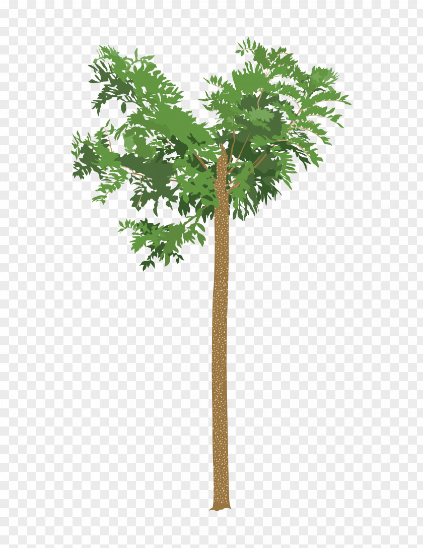 Tree Drawing Root Leaf PNG