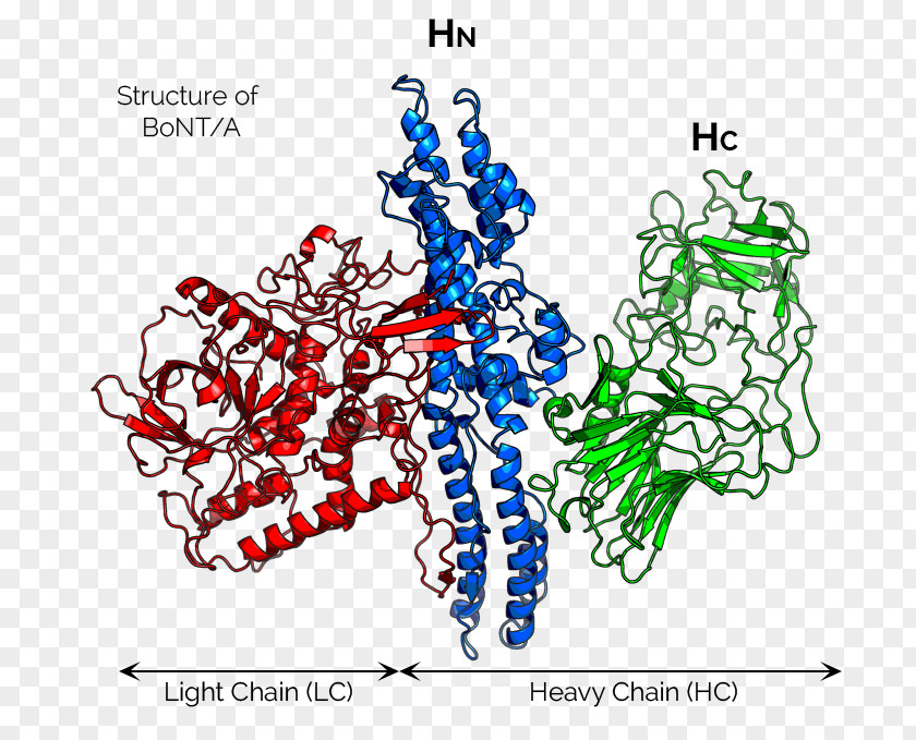 Clostridium Botulinum Toxin Neurotoxin Structure PNG