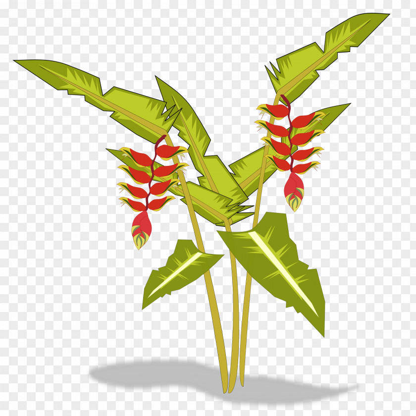 Clothesline Bird Of Paradise Flower Heliconia Psittacorum Plant Clip Art PNG