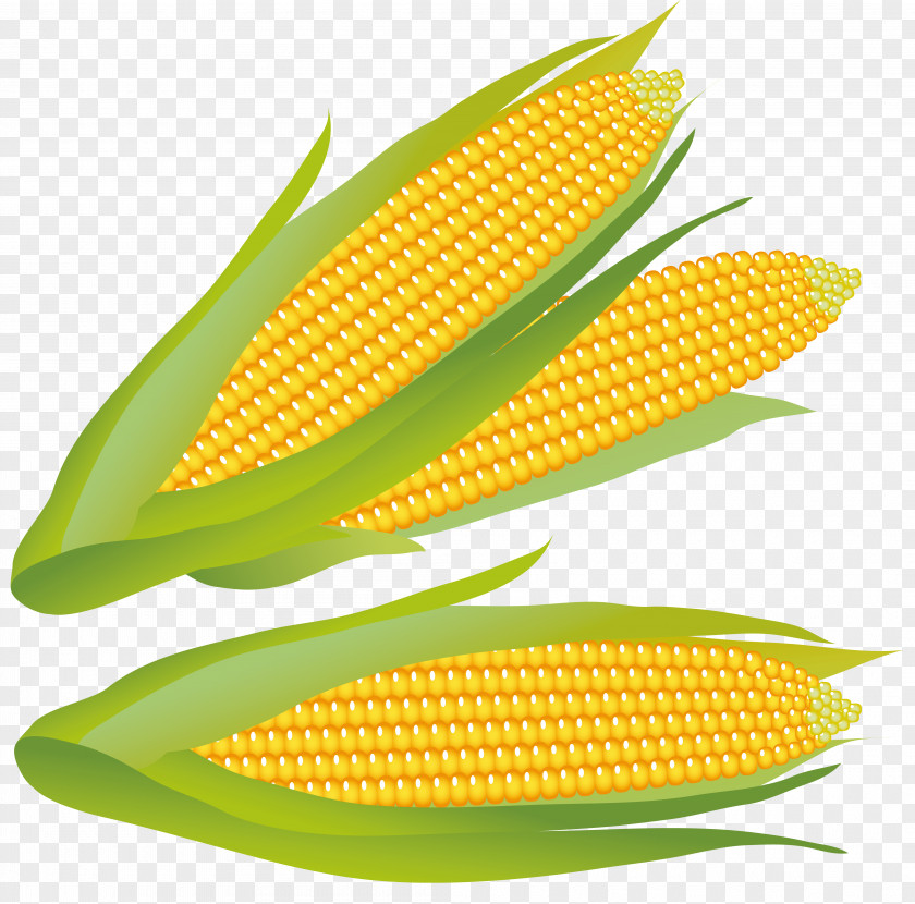 Corn Clipart Maize Clip Art PNG