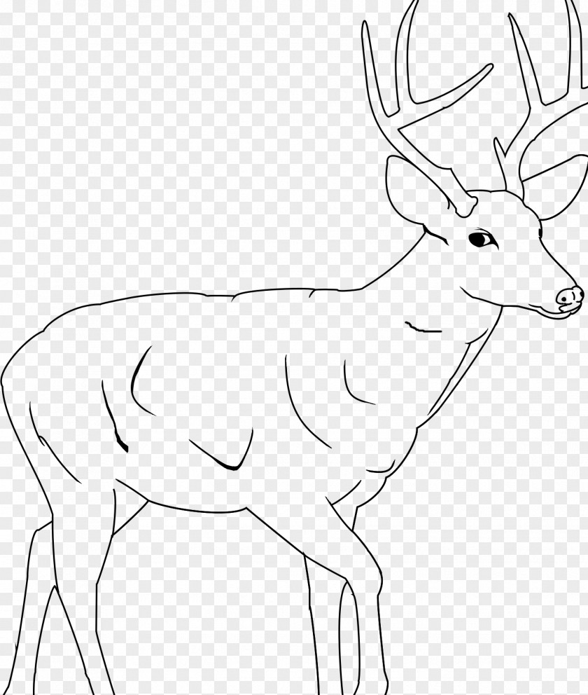 Deer White-tailed Elk Reindeer Antelope PNG