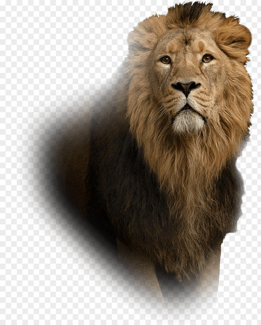 Lion Leo Islam Spirituality Aura PNG