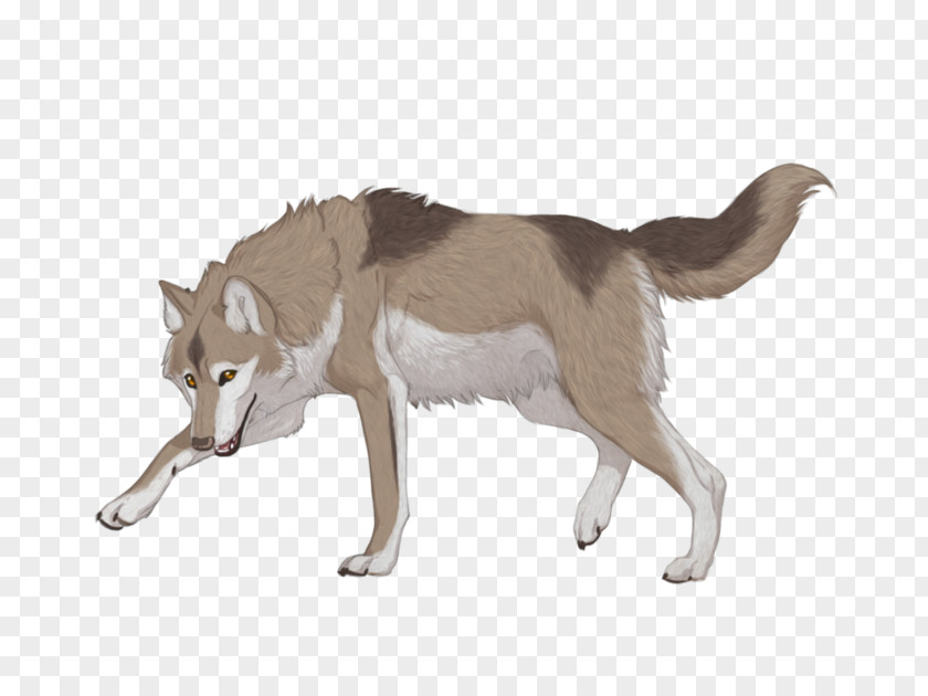 Saarloos Wolfdog Czechoslovakian Siberian Husky Seppala Sleddog Dog Breed PNG
