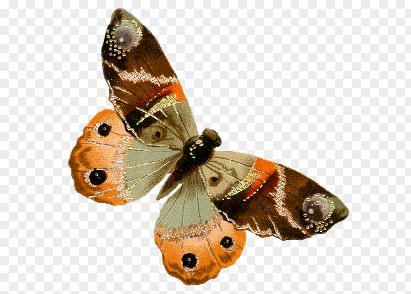 United States Nymphalidae Artist Moth PNG