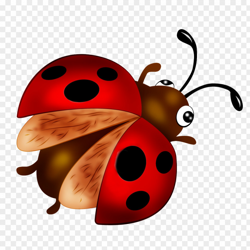 Bug Coccinella Septempunctata Insect Desktop Wallpaper Clip Art PNG