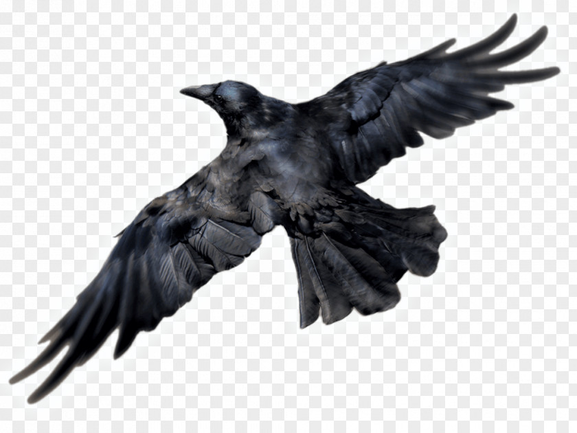 Crow Clip Art Transparency Common Raven Image PNG