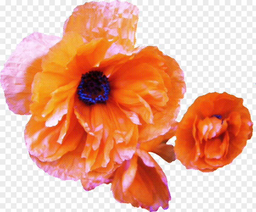 Poppy Family Artificial Flower PNG
