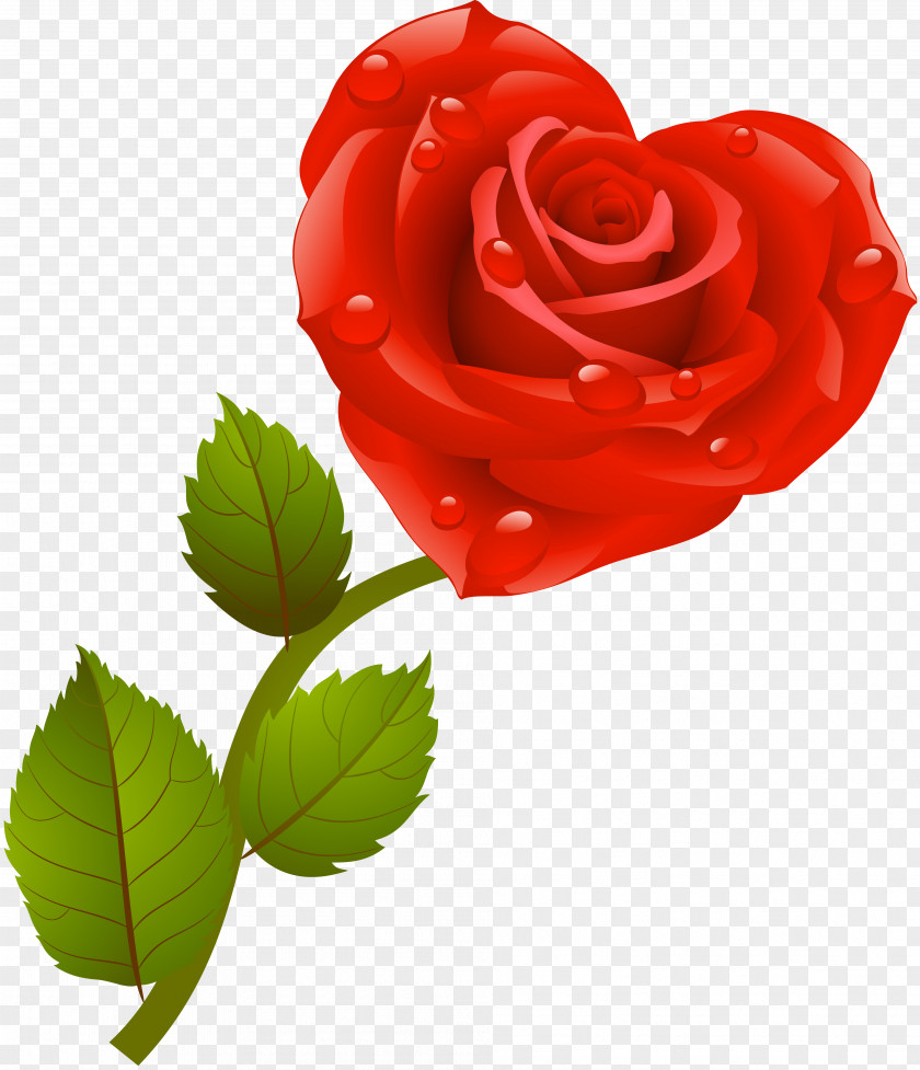 Rose Love Red Centifolia Roses Garden PNG