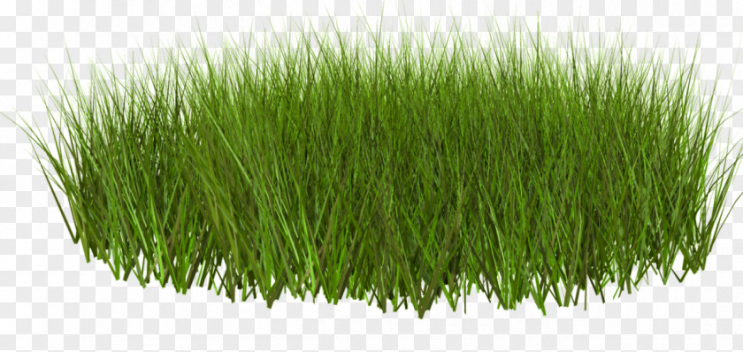 Spring Grass Download Clip Art PNG