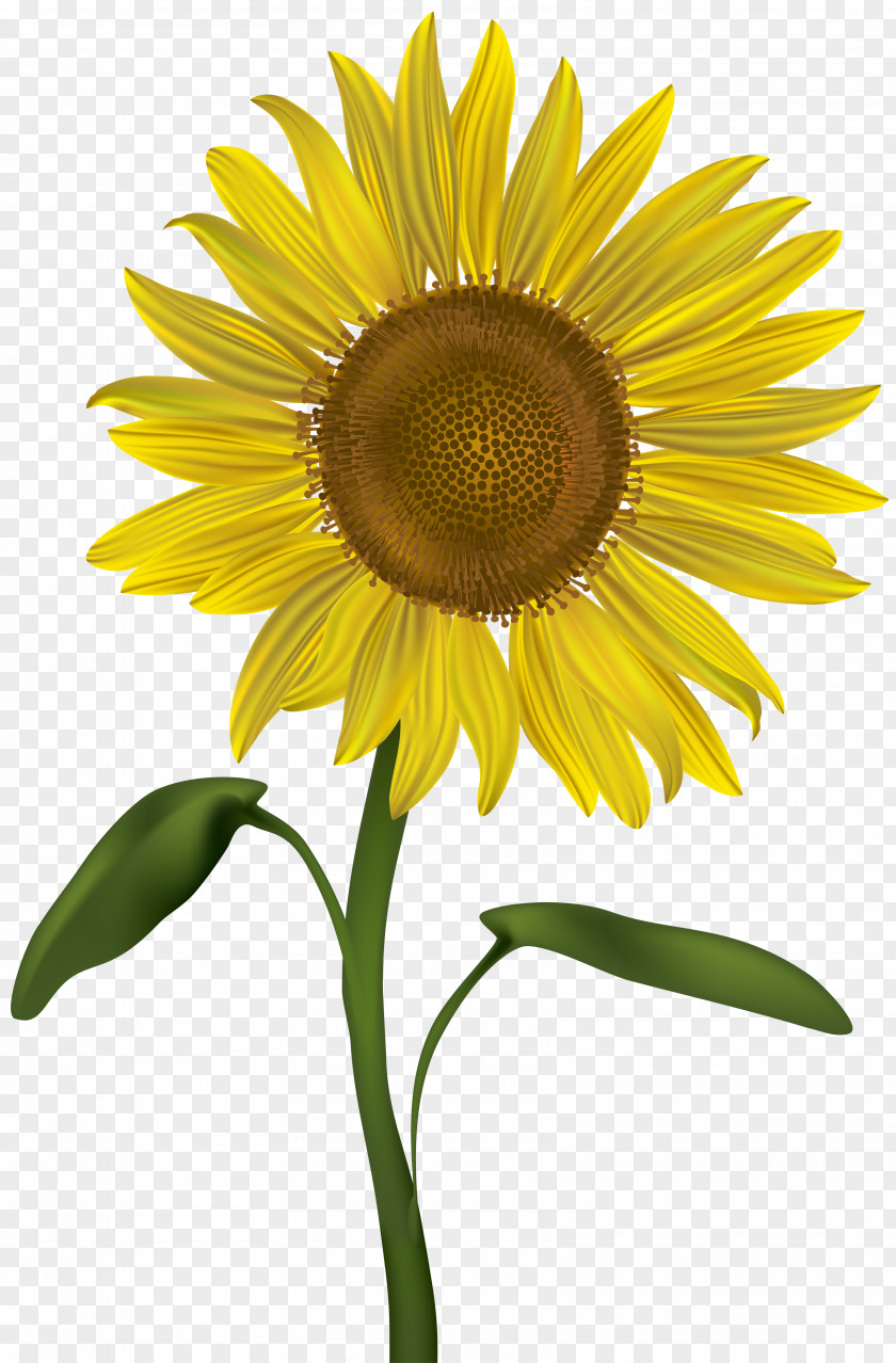 Sunflower Common Clip Art PNG