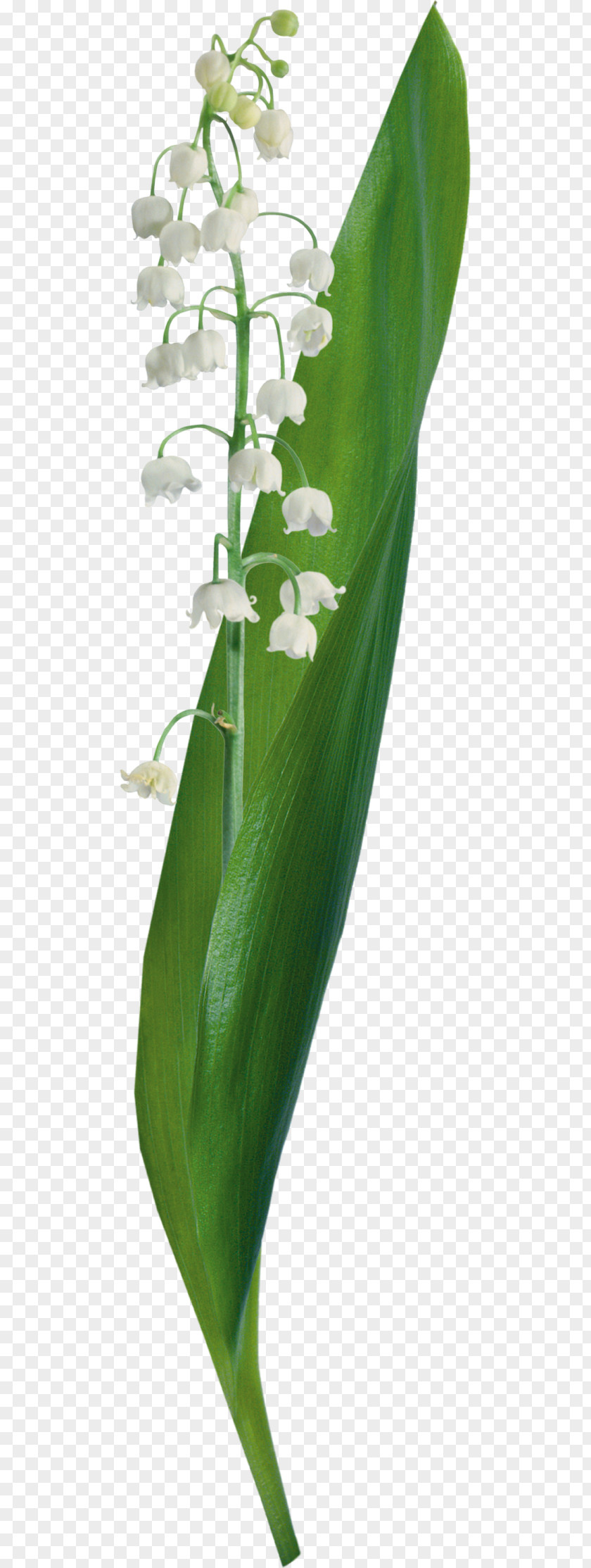 Arrangement Lily Of The Valley Flower LiveInternet Venice Carnival Yandex Search PNG