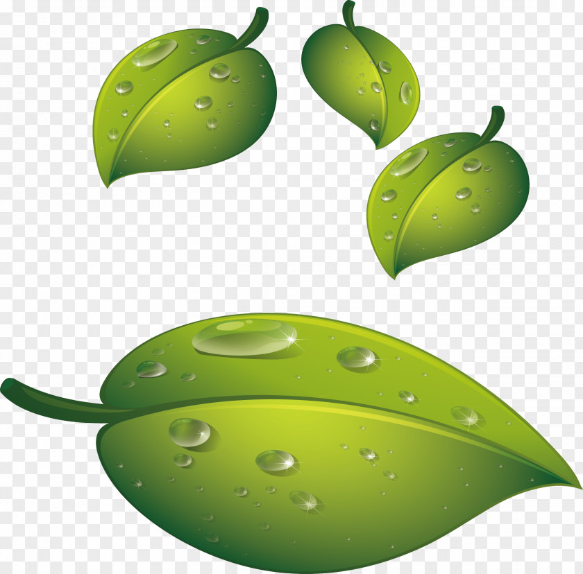 Leaves Dripping With Water Leaf Drop PNG