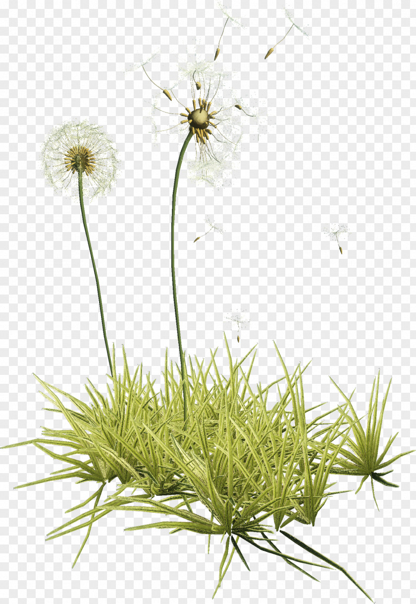 Plant Common Dandelion Herbaceous Clip Art PNG