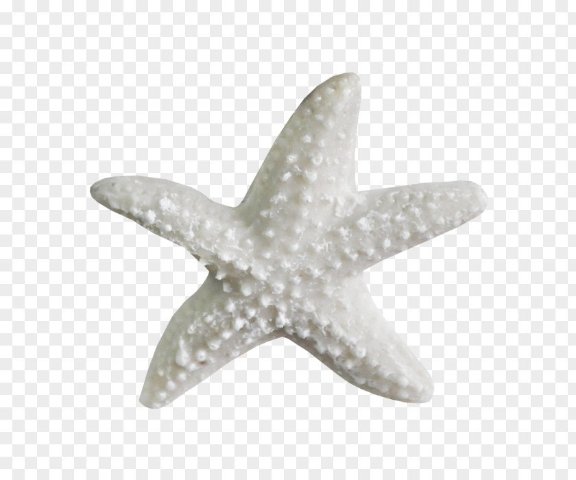 Sea Shells Drawing Starfish Organism Clip Art PNG