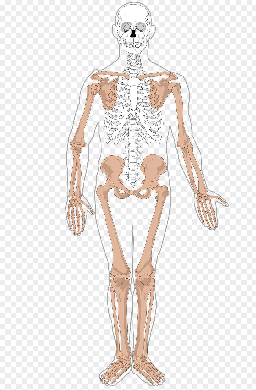 Skeleton Human Body Anatomy Axial PNG