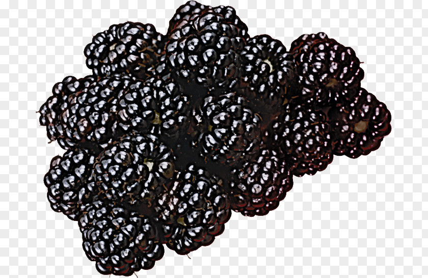 Berry Plant Blackberry Fruit PNG