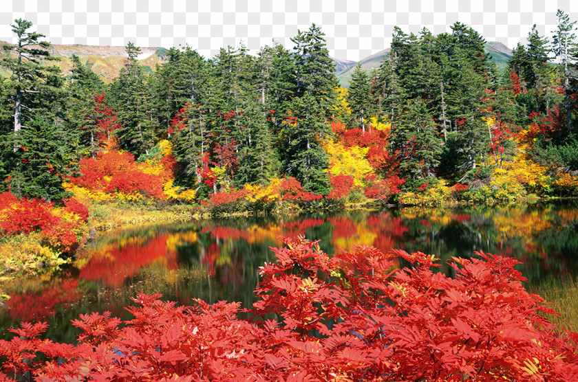 Daisetsuzan National Park Autumn Leaf Color High-definition Television Wallpaper PNG