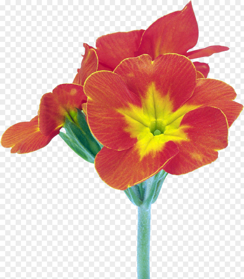 Flower Water Slide Decal Cut Flowers Amazon.com PNG