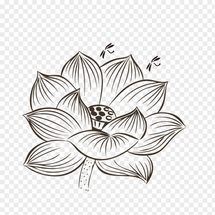 Hand-painted Lotus Nelumbo Nucifera Drawing Black And White Painting PNG