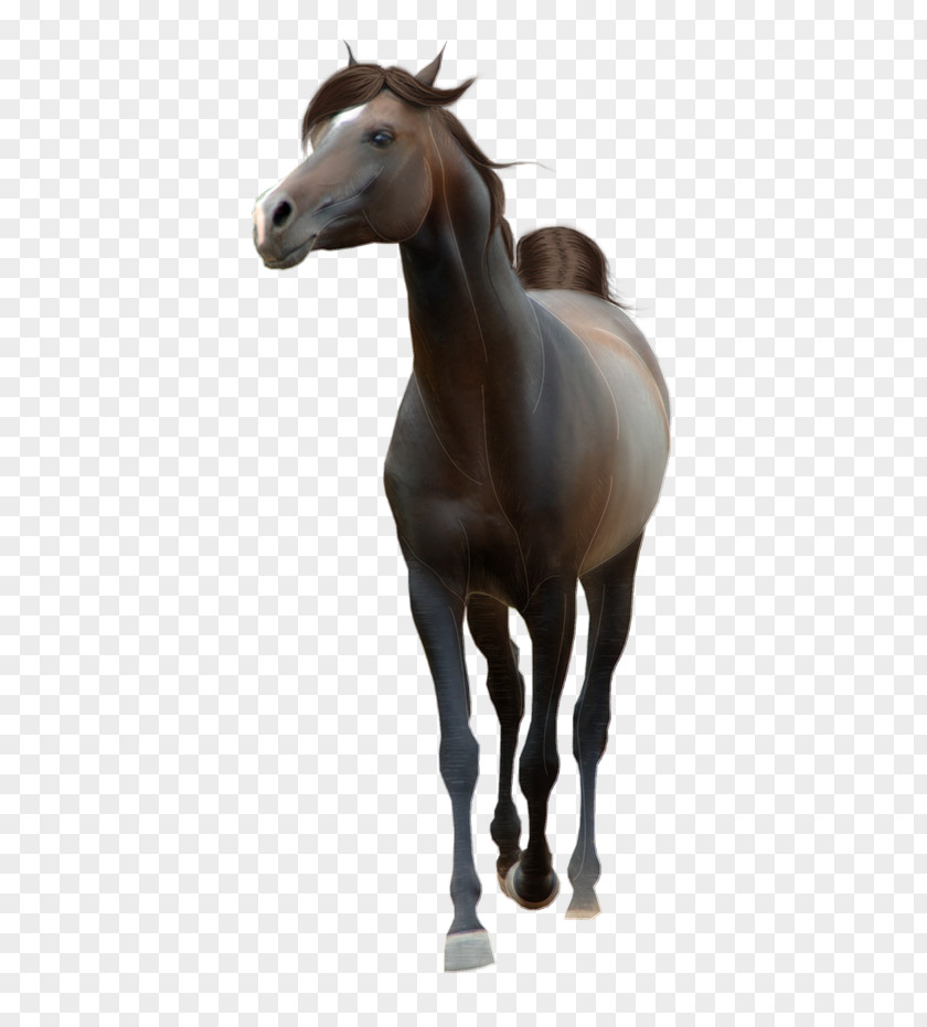 Horse Pony Clip Art Stallion PNG