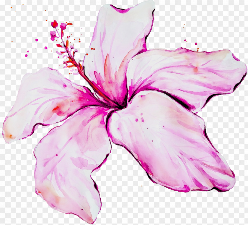 Mallow Family Flowering Plant Petal Pink Flower Hawaiian Hibiscus PNG