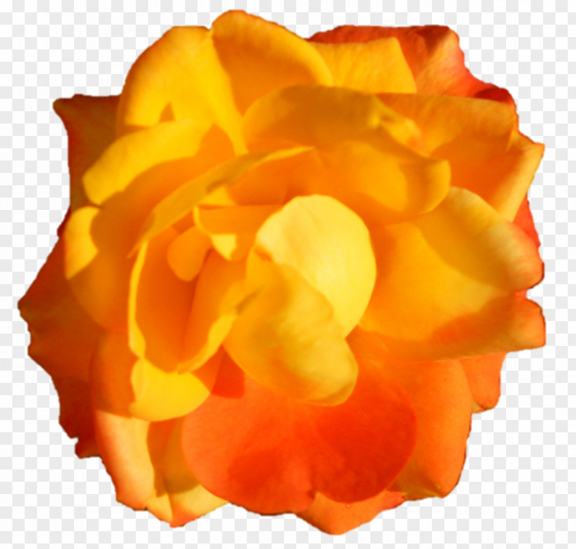 Darshan Cut Flowers Petal PNG