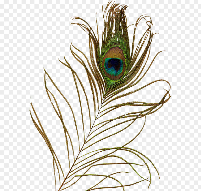 Feather Peafowl Bird Clip Art PNG