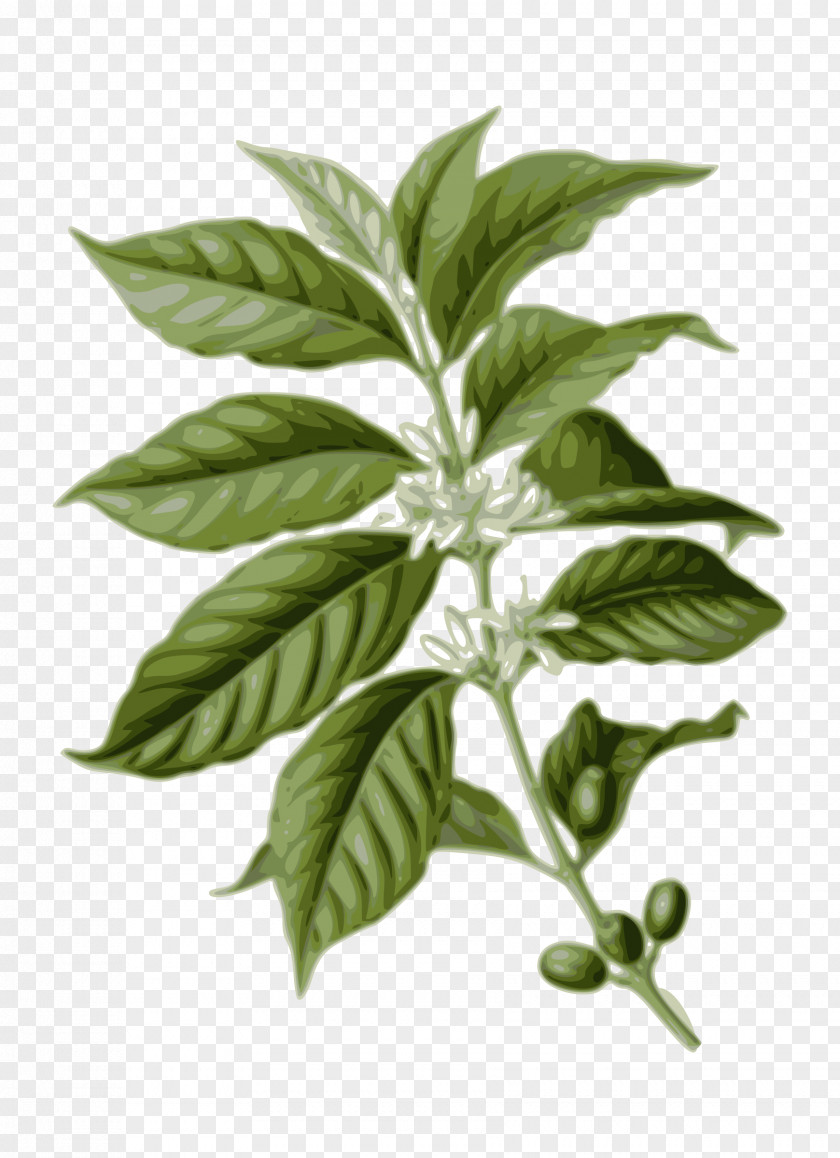 Foliage Arabica Coffee Bean Caffeinated Drink PNG