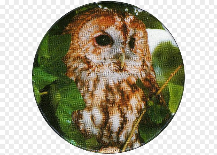 Owl Tawny Bird Of Prey Long-eared PNG