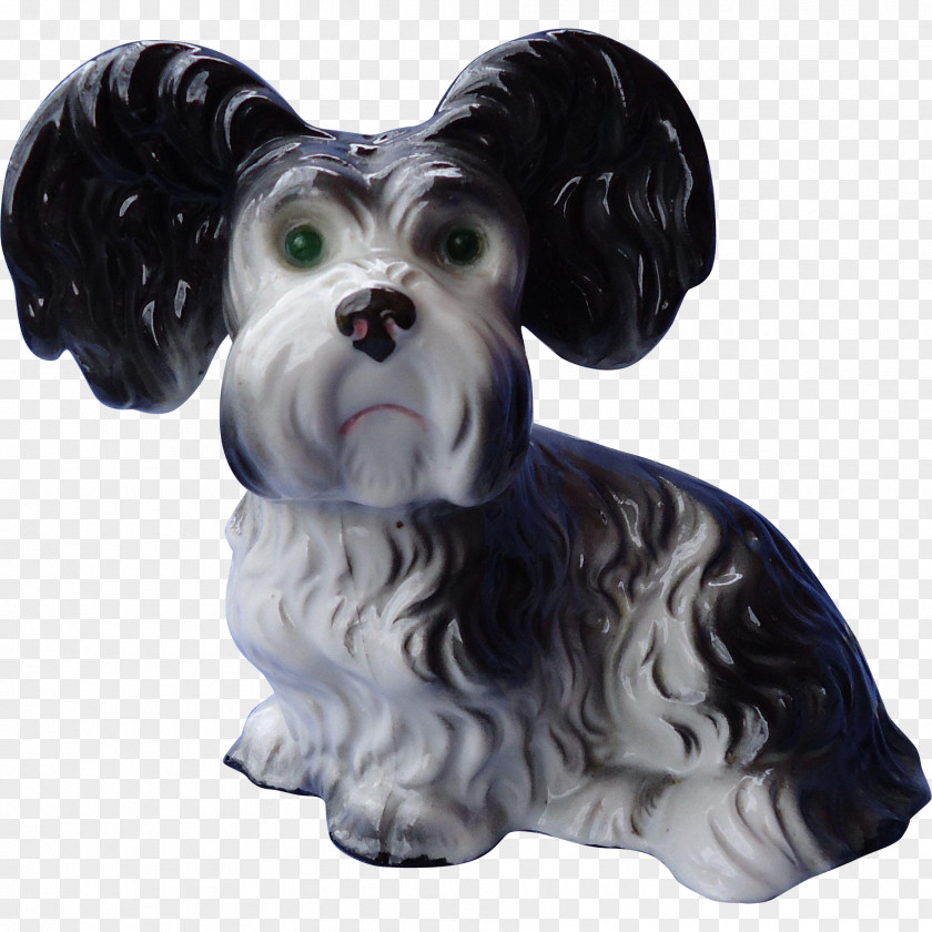 Schnoodle Havanese Dog Companion Breed Snout PNG