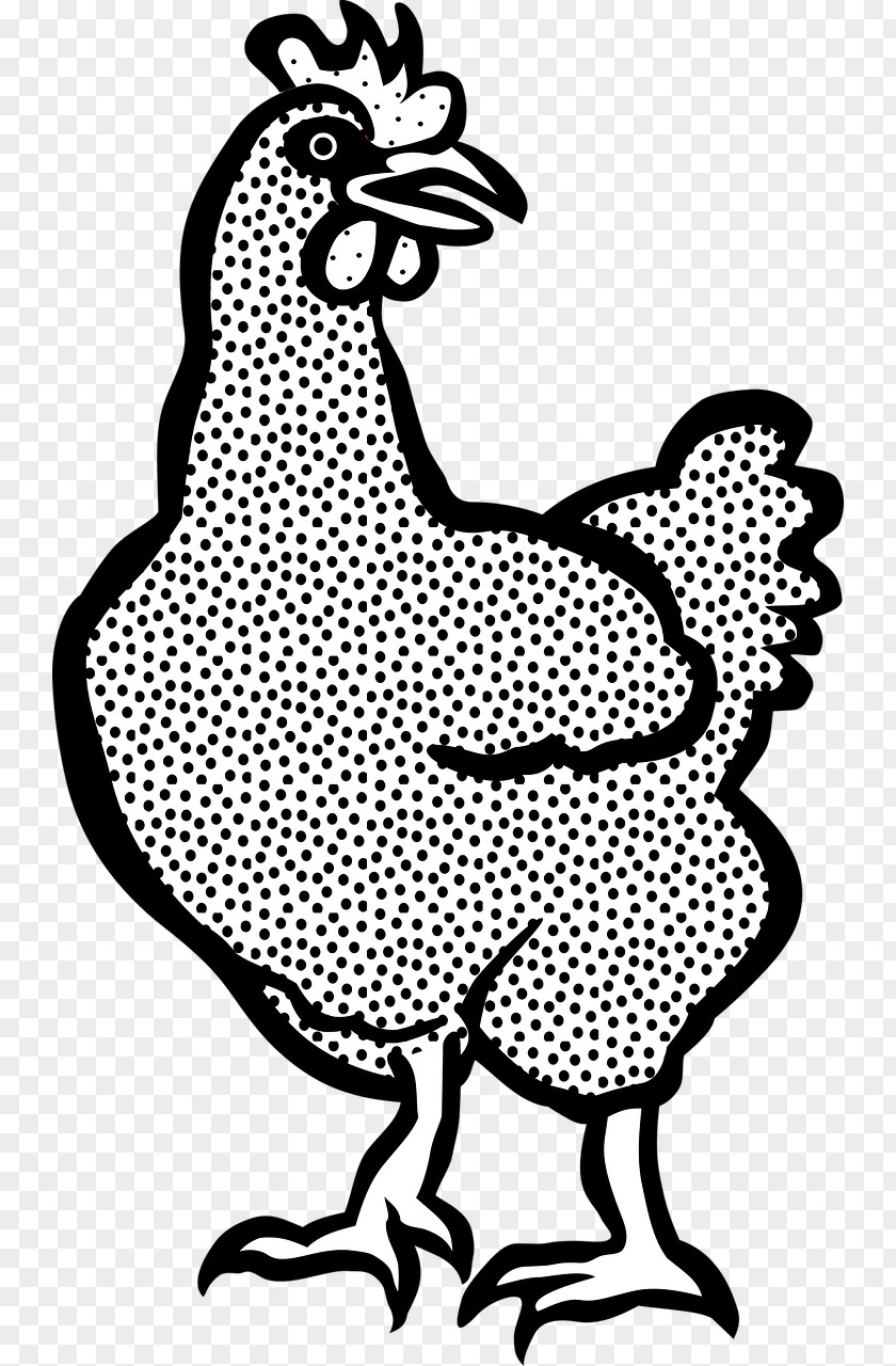 Tier Plymouth Rock Chicken White-faced Black Spanish Rooster Drawing Hen PNG