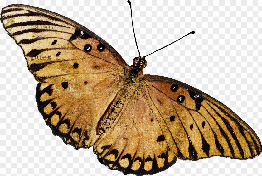 Beautiful Brown Butterfly Amazon.com Monarch Mascara Eyelash Curler Beauty Parlour PNG