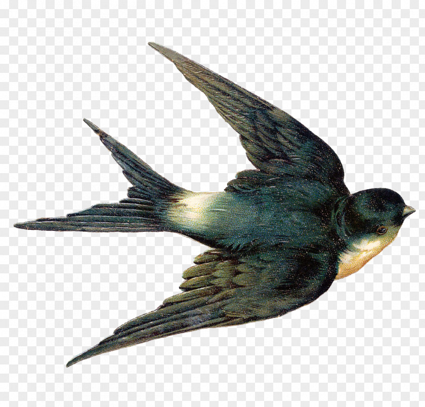 Bird The Swallow Tree Barn Clip Art PNG