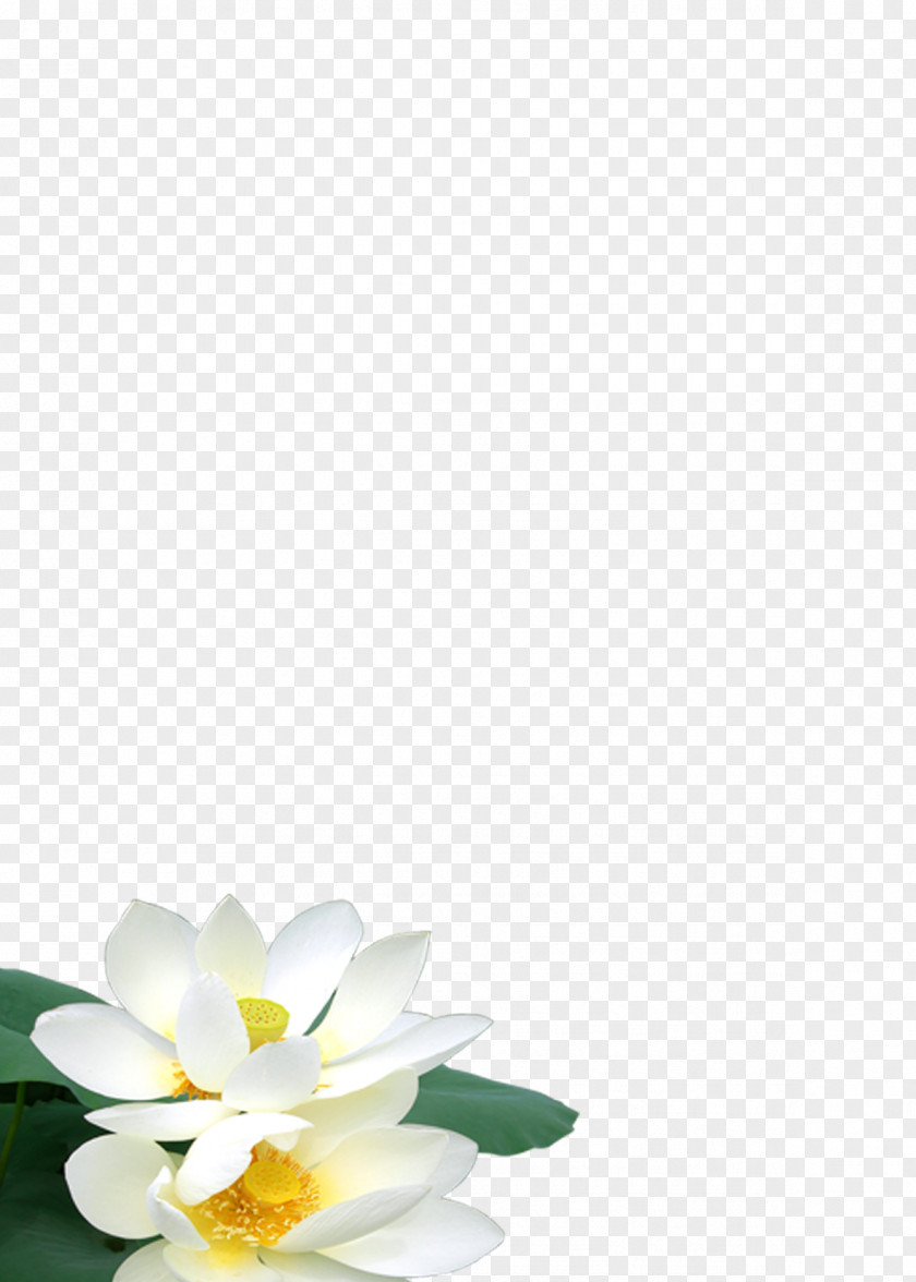 Noble Lotus Petal Floral Design Campus Pattern PNG