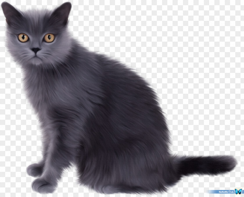 Whisk Persian Cat Kitten Pet Sitting Clip Art PNG