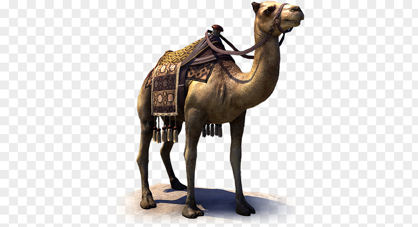 Camel Rider Dromedary The Elder Scrolls Online Mut'im Temple No. 240 Hammerfell Guild PNG