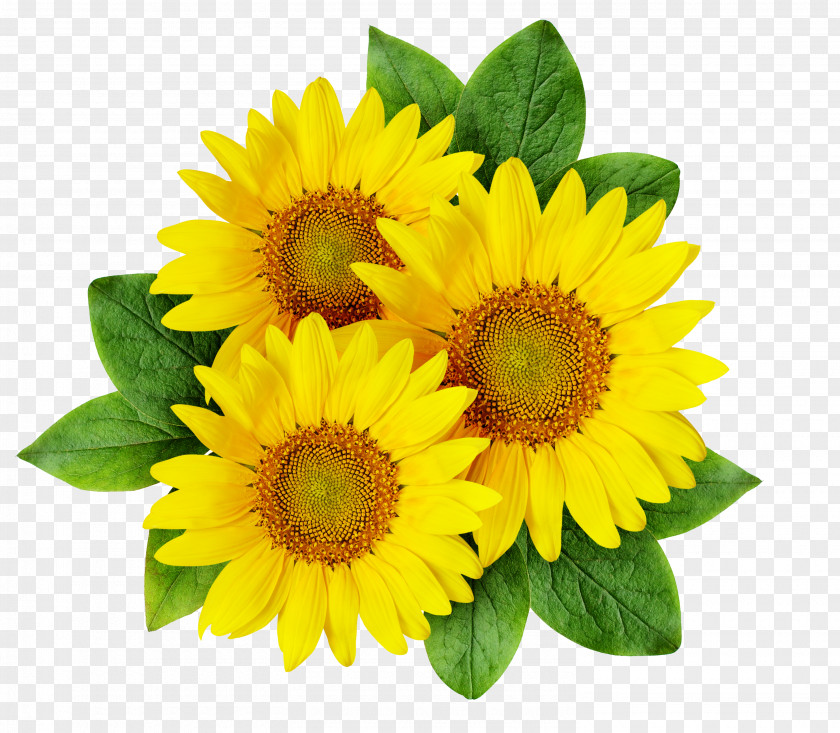 Cartoon Sunflower Common Seed PNG