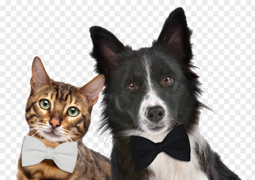 Dog Dog–cat Relationship Pet Sitting Exotic Shorthair Kitten PNG