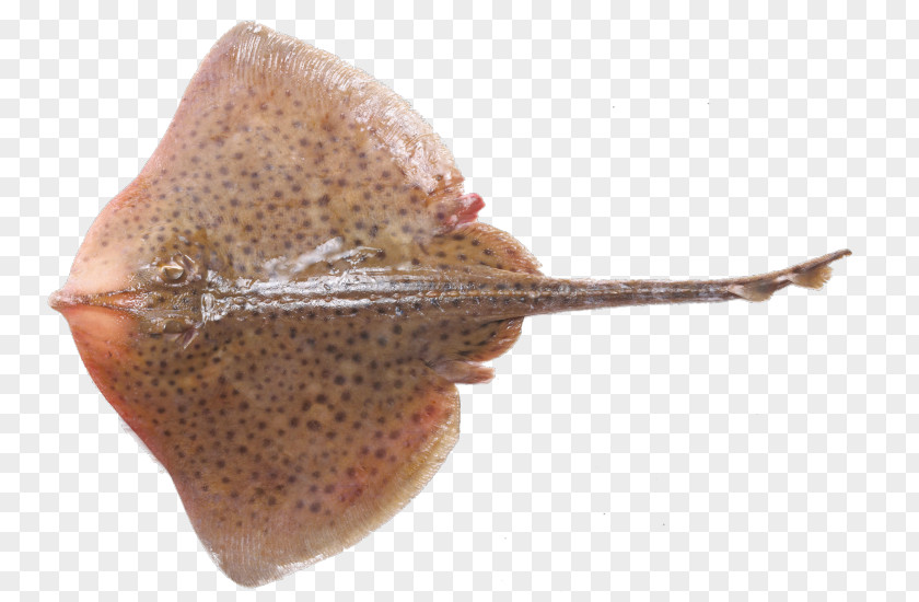 Fish Electric Ray Thornback Lemon Sole PNG