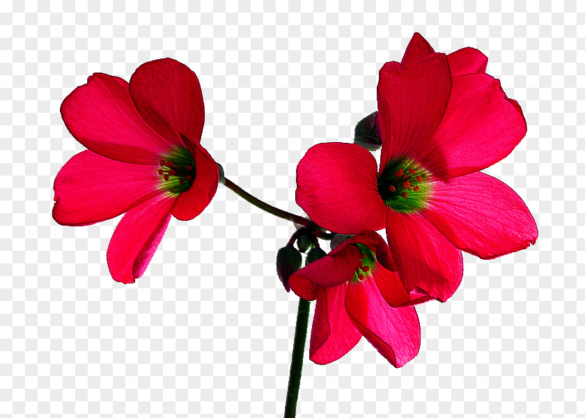 Flower Tropical Rose Desktop Wallpaper Red PNG