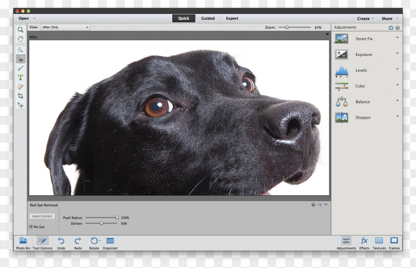Glare Elements Labrador Retriever Puppy Sporting Group Dog Breed Snout PNG