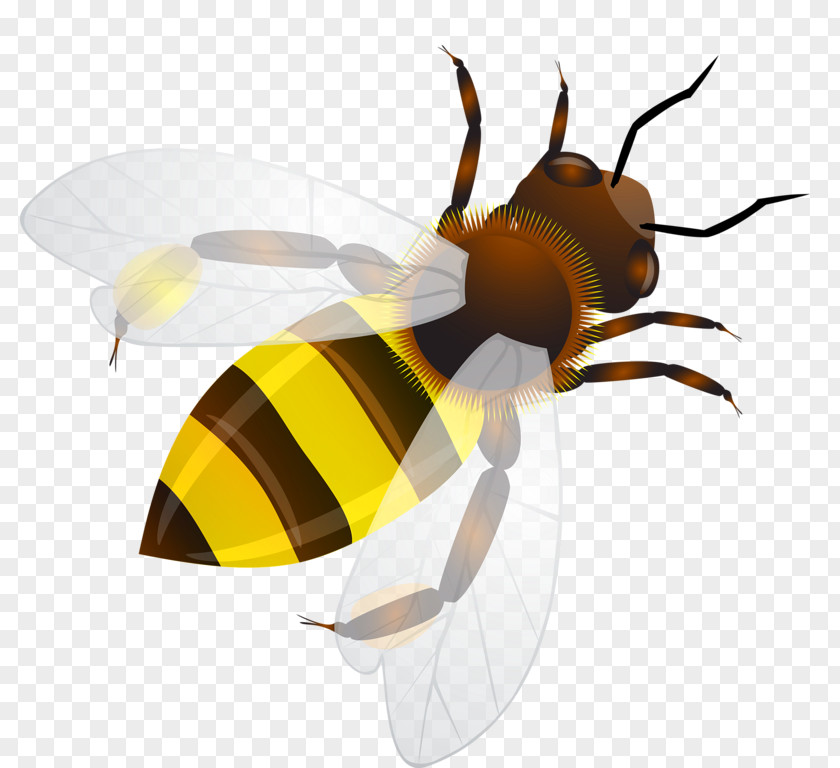 Cartoon Bee Insect Honeycomb Illustration PNG