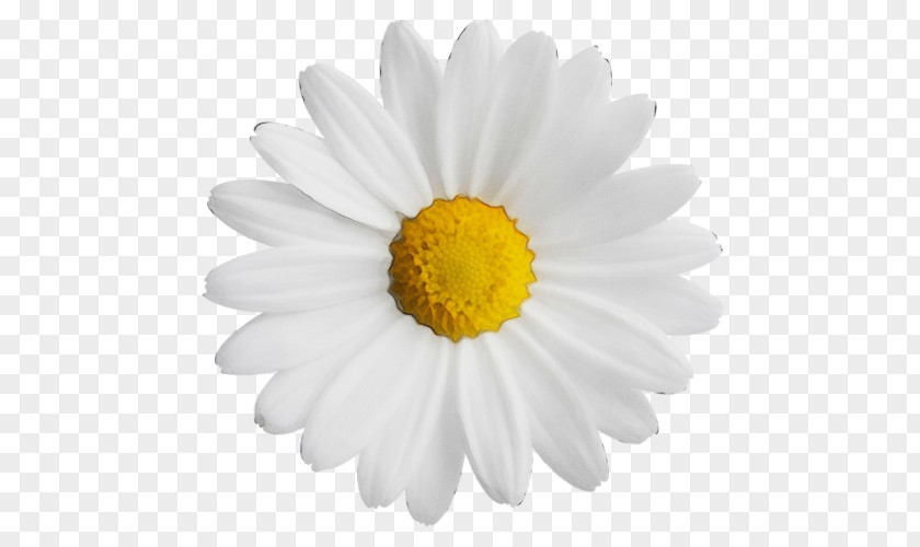 Common Daisy Clip Art Image Vector Graphics PNG